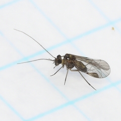 Blastopsocus lithinus
