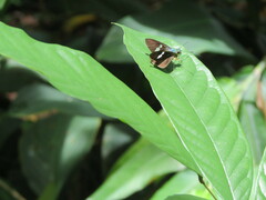 Neoxeniades braesia