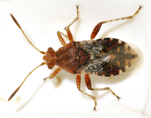 Dryžapilvė Kampuotblakė nuotrauka