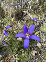 Cheiranthera alternifolia