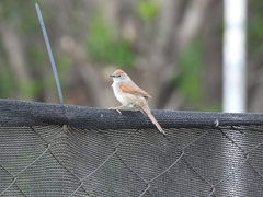 Synallaxis albescens