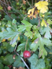 Crataegus monogyna