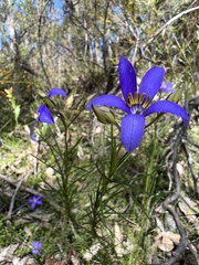 Cheiranthera alternifolia