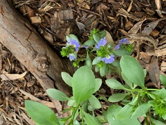 Scaevola aemula