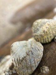 Bembicium nanum