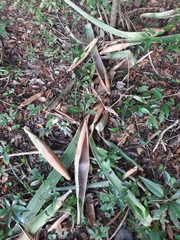 Aechmea bracteata