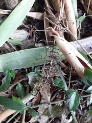 Aechmea bracteata