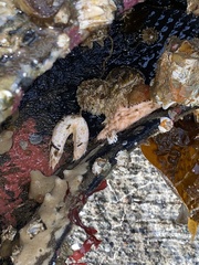 Eupentacta quinquesemita