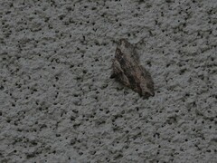 Costaconvexa centrostrigaria