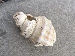 Neptunea decemcostata