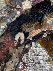 Eupentacta quinquesemita