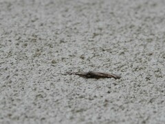 Costaconvexa centrostrigaria