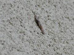 Costaconvexa centrostrigaria