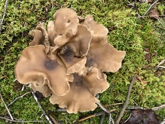 Lyophyllum shimeji