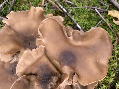 Lyophyllum shimeji
