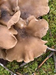 Lyophyllum shimeji