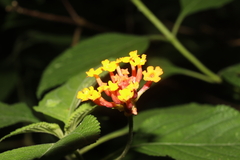 Lantana