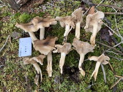 Lyophyllum shimeji