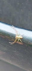 Diaea ambara