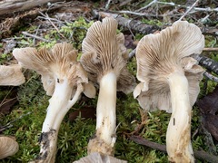 Lyophyllum shimeji