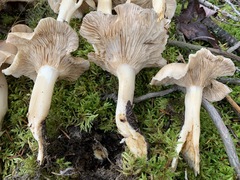 Lyophyllum shimeji