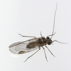 Blastopsocus lithinus