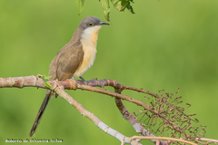 Coccyzus melacoryphus