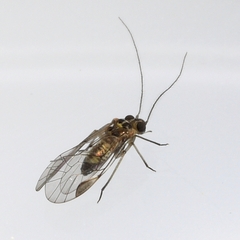 Blastopsocus lithinus