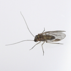 Blastopsocus lithinus