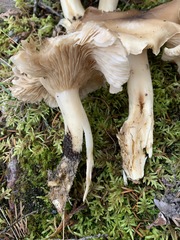Lyophyllum shimeji