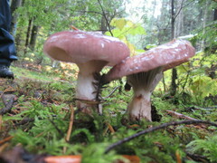 Gomphidius subroseus