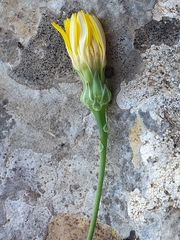 Reichardia picroides