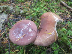 Gomphidius subroseus