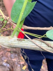 Ectatomma tuberculatum