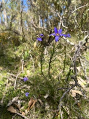 Cheiranthera alternifolia