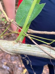 Ectatomma tuberculatum