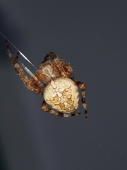 Araneus diadematus