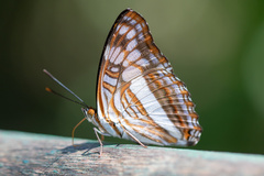 Adelpha malea