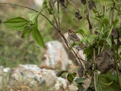 Emberiza pusilla