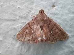 Eulepidotis carcistola