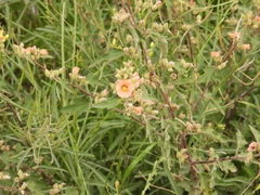 Sphaeralcea bonariensis