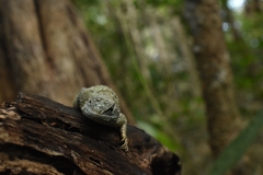 Sceloporus lundelli
