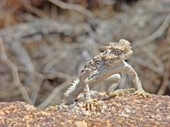 Phrynosoma platyrhinos