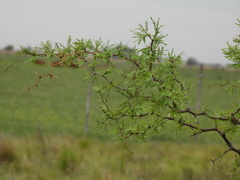 Prosopis caldenia