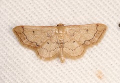 Idaea demissaria