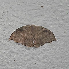 Epipleminae