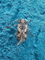 Aegomorphus jaspideus