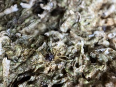 Halicarcinus