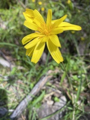Microseris