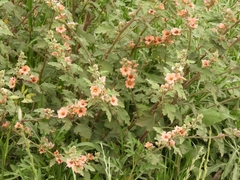 Sphaeralcea bonariensis